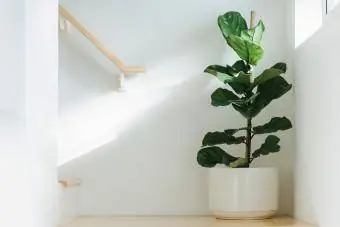 Ficus lyrata'yı daire şeklinde beyaz bir saksıya ekin ve merdivenin köşesine yerleştirin.