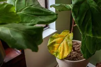 fiddle leaf sobna biljka smokve sjedi u loncu pokraj prozora, ima veliki list koji žuti