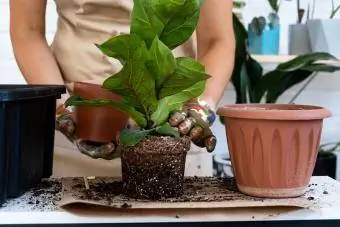 Trasplantar una planta casera Ficus lyrata a una maceta nueva