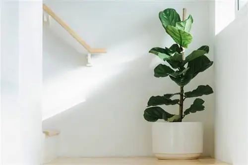 Fiddle Leaf Fig Plant Care & Growing Guide