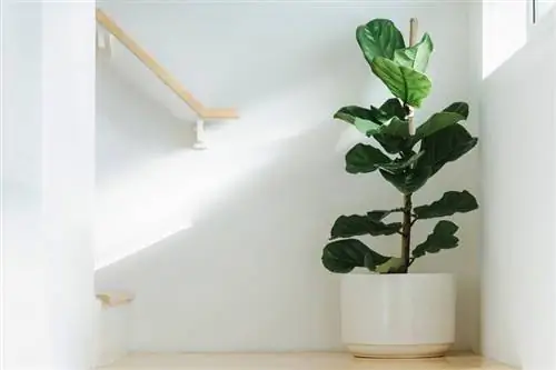 Грижа за растенията Fiddle Leaf Fig & Ръководство за отглеждане