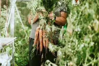 ग्रीनहाउस में ताज़ी चुनी हुई, गंदी गाजरों का एक गुच्छा पकड़े हुए आदमी
