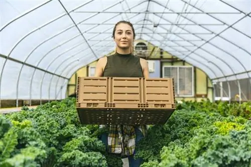 12 najlepších skleníkových zeleniny na pestovanie v zime