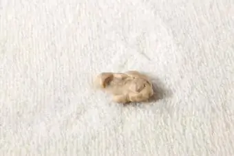 Gomma da masticare sul tappeto