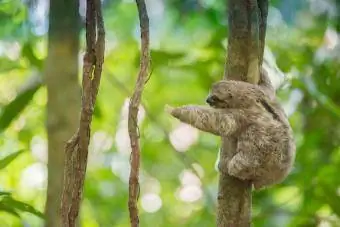 Baby-Dreifinger-Baumfaultier greift nach einem Ast, Costa Rica