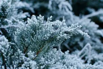 Sangay ng Junipers na may hamog na nagyelo