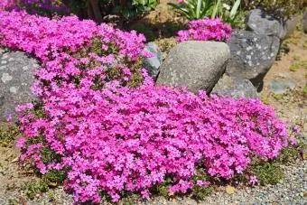 Phlox subulata Mos phlox