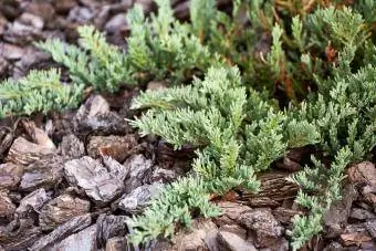 Juniperus horizontalis կամ սողացող գիհի սորտի Blue Chip-ի ճյուղեր սոճու կեղևի ցանքածածկի վրա