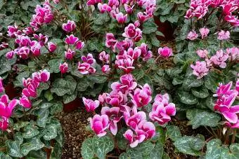 ciclamen de hojas de hiedra (Cyclamen hederifolium)