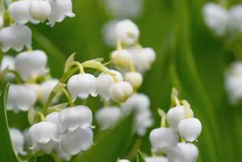 Zambaku i luginës (Convallaria majalis)