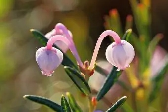 Andrómeda polifolia. Plantar flores de cerca