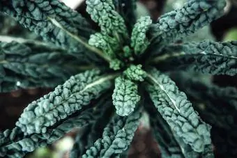 Lacinato Kale Plant