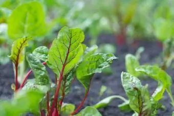 Primer plano de hojas de acelga que crecen en el jardín