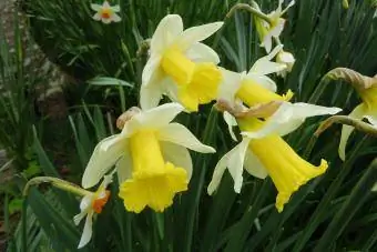 Narcissus pseudonarcissus сорты (Amaryllidaceae)