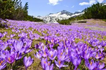 Carpet ya crocuses zambarau kwenye meadow ya mlima