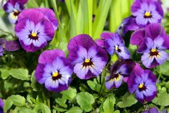 ፓንሲ (Viola x wittrockiana)