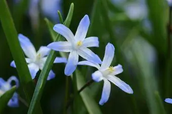 Chionodoxa