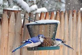 Kuş besleyicideki iki mavi alakarga