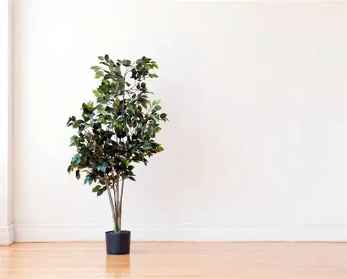 Cuidados com árvores de ficus