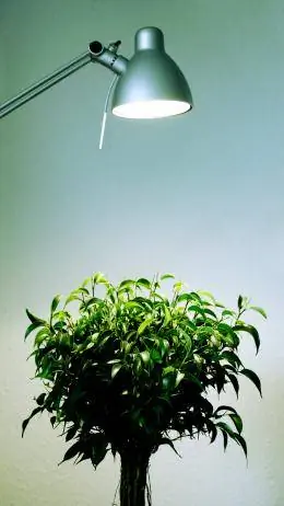 Фикус под лампой для выращивания