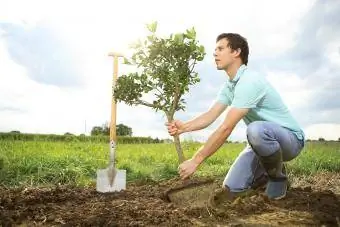 buiten een ficus planten