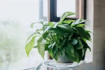 Izbová rastlina Pothos pri okne
