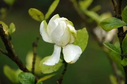 Gnojivo za gardenije