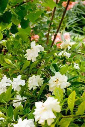 Gardenia i blomst