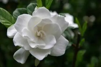 gardenia