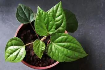 Planta de folha de betel/piper betel em um vaso