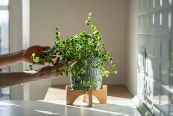 Osoba dotýkající se plíživý fík pokojová rostlina