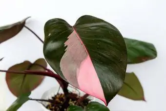 Pestrofarebná rastlina Filodendron Erubescens Pink Princess