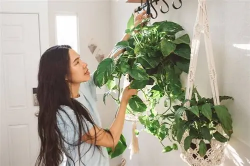 10 izbových popínavých rastlín na pestovanie vašej džungle izbových rastlín