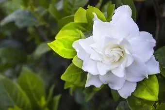 Gardenia ቅጠሎች