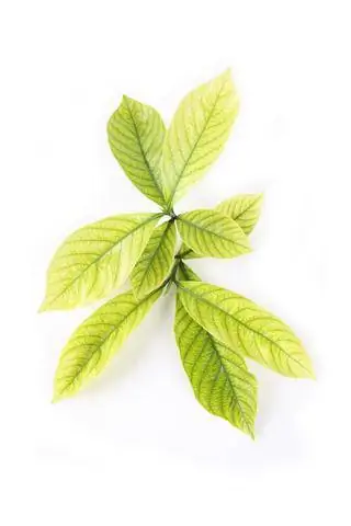 Daun kuning dari gardenia yang sakit; Hak Cipta Chuyu di Dreamstime.com