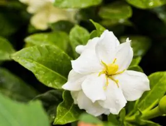 Namumulaklak ng Gardenia; Copyright Olga Batyrova sa Dreamstime.com