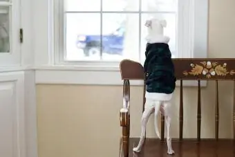 Pes stoji na okenski klopi