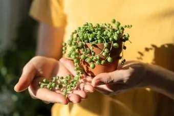 Deklica z roko drži majhen lonec iz terakote s Seneciom Rowleyanusom