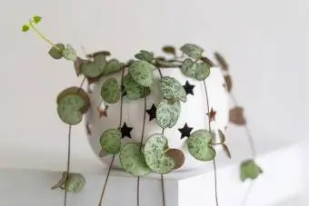 Ceropegia woodii في اناء للزهور