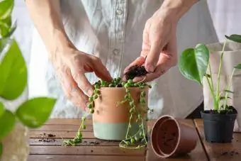 Hände gießen Erde auf eine neu verpflanzte Senecio Rowleyanus-Pflanze