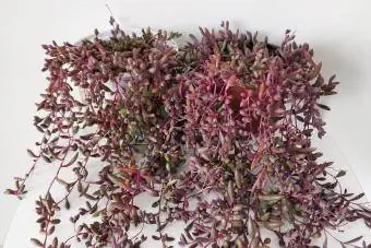 Bujne škrlatne sukulentne rastline Othonna capensis