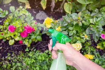 Spray de savon insecticide