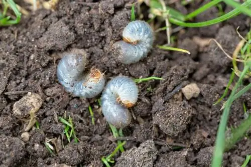 Des moyens éprouvés pour se débarrasser des vers blancs dans votre pelouse & Jardin