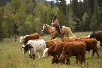 Rancher herding nyuj