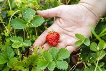 mmea wa strawberry