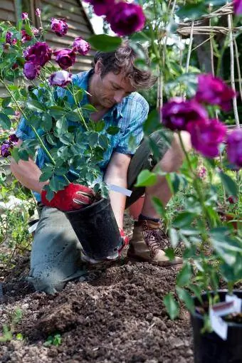 Κηπουρός που φυτεύει μωβ τριαντάφυλλα