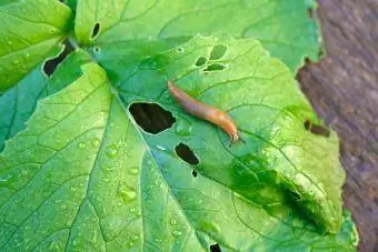Brun snegl på et grønt vått reddikblad