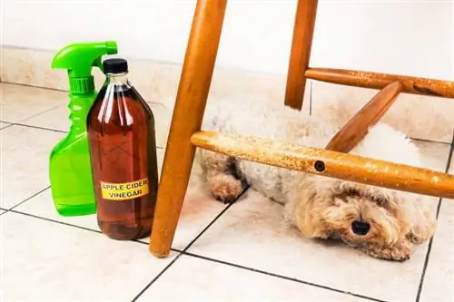 Эффективное использование уксуса для удаления пятен и запахов домашних животных
