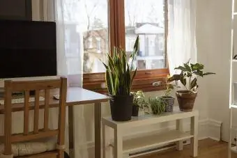 Bureau à domicile avec bureau de travail équipé d'un ordinateur, de plantes d'intérieur et de rideaux transparents