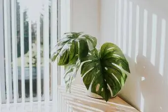 Monstera Deliciosa-plante